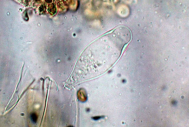 Inocybe??? dal giardino di Paolofon